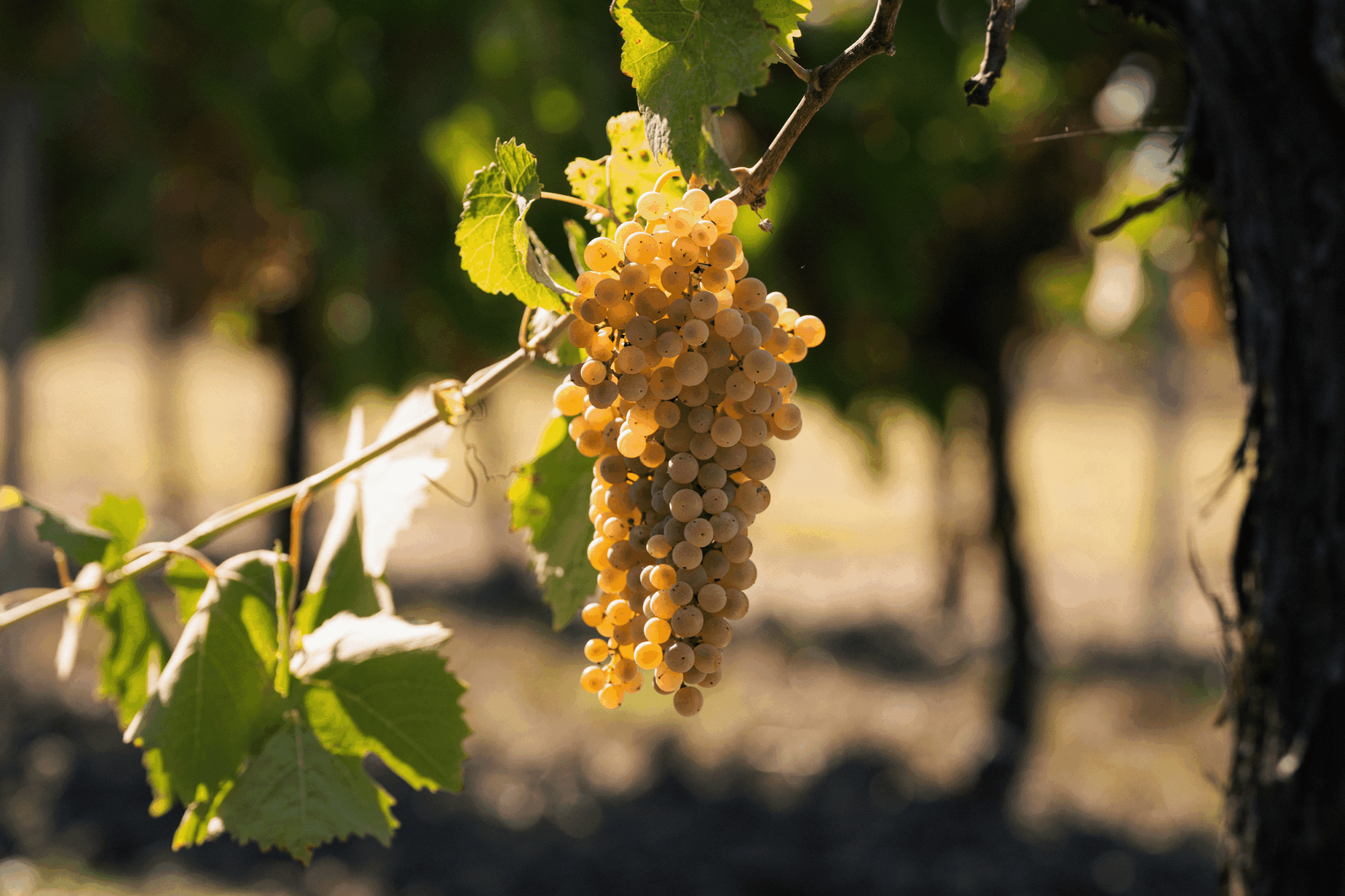 Grapes in the vineyard