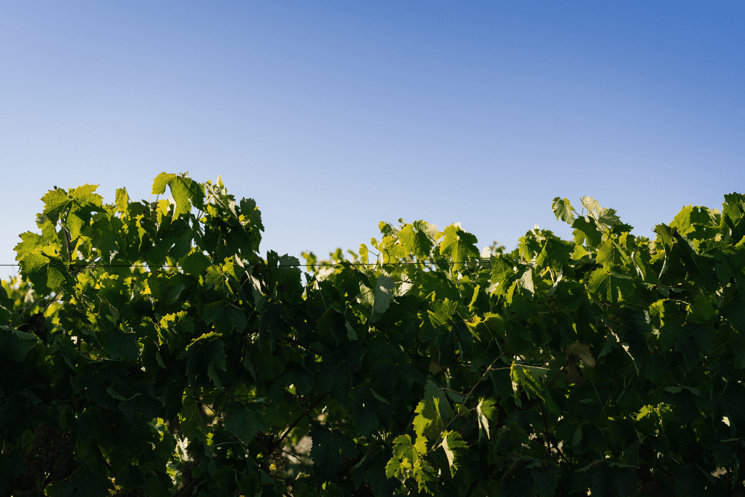 Vineyard in Cognac